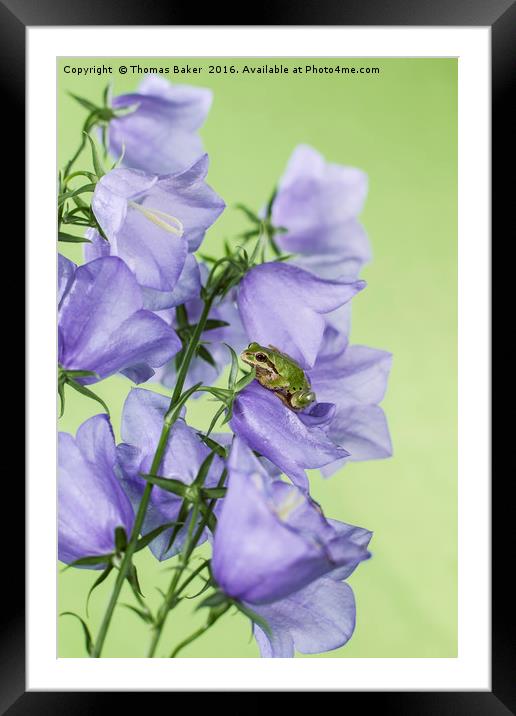 Green Tree Frog on Flowers Framed Mounted Print by Thomas Baker