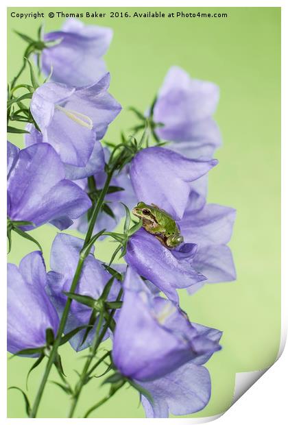 Green Tree Frog on Flowers Print by Thomas Baker
