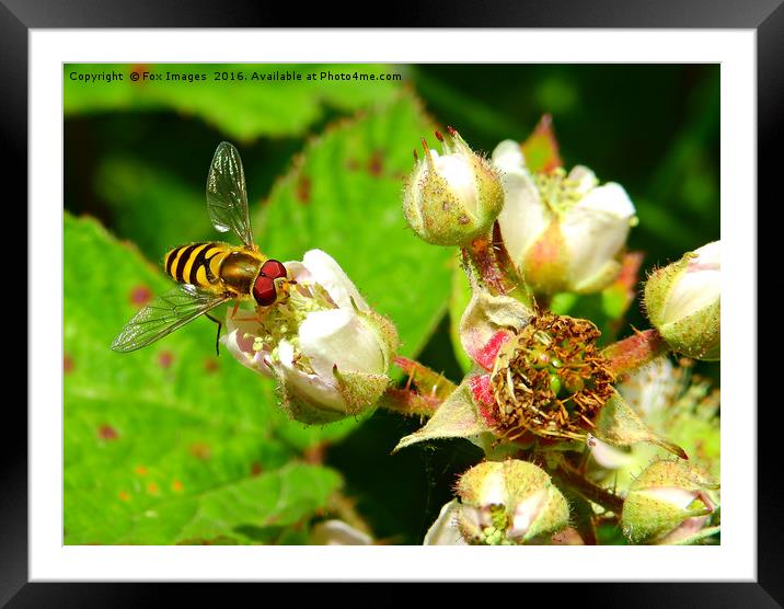 Hover fly in summer Framed Mounted Print by Derrick Fox Lomax