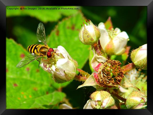 Hover fly in summer Framed Print by Derrick Fox Lomax