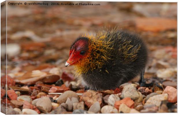 Newly Hatched Coot Canvas Print by rawshutterbug 