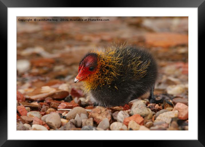 Newly Hatched Coot Framed Mounted Print by rawshutterbug 
