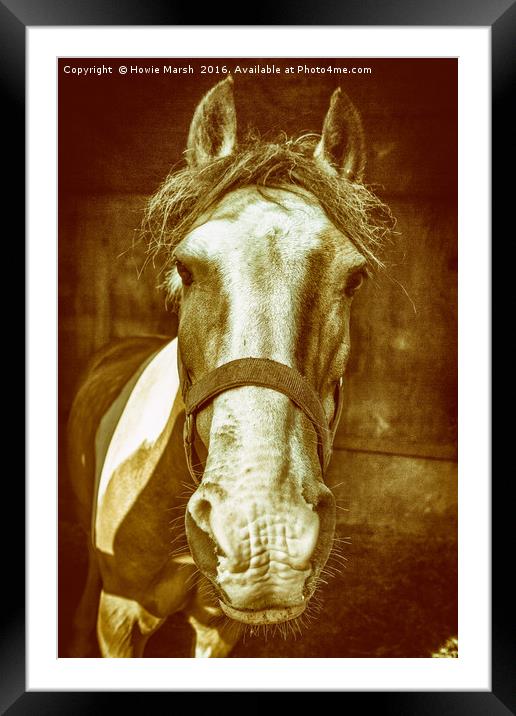 Pony Framed Mounted Print by Howie Marsh