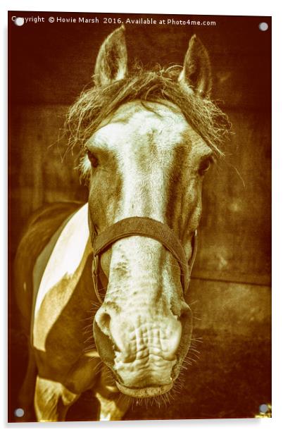 Pony Acrylic by Howie Marsh