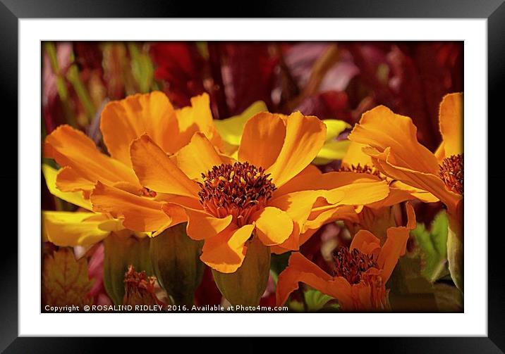 "SUNSHINE FLOWERS" Framed Mounted Print by ROS RIDLEY