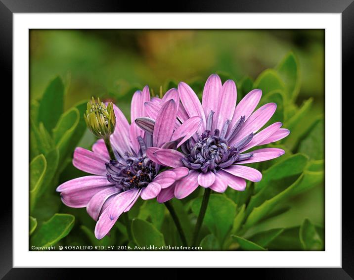 "PURPLE OSTEOSPERMUM" Framed Mounted Print by ROS RIDLEY