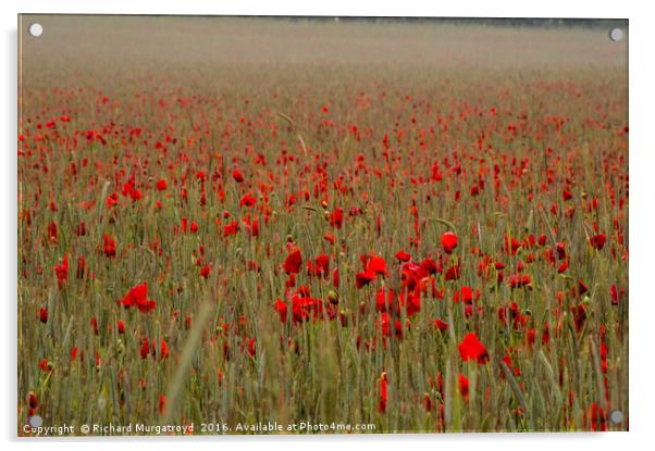 Poppy Field Acrylic by Richard Murgatroyd