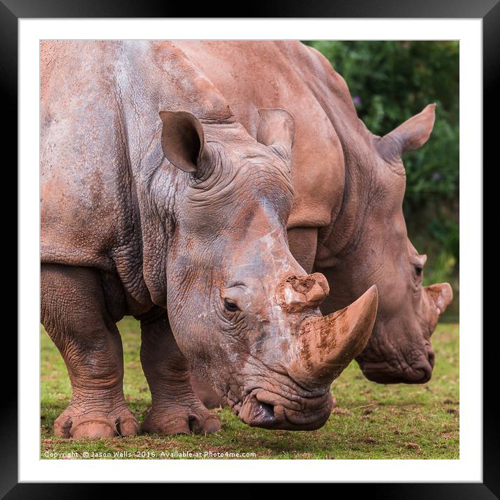 White Rhinoceros duo Framed Mounted Print by Jason Wells
