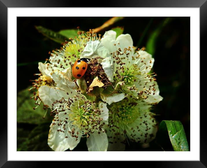 Ladybird on a flower Framed Mounted Print by Derrick Fox Lomax