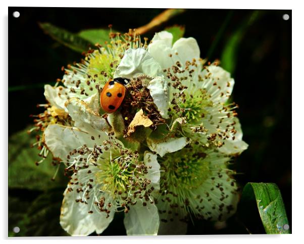 Ladybird on a flower Acrylic by Derrick Fox Lomax