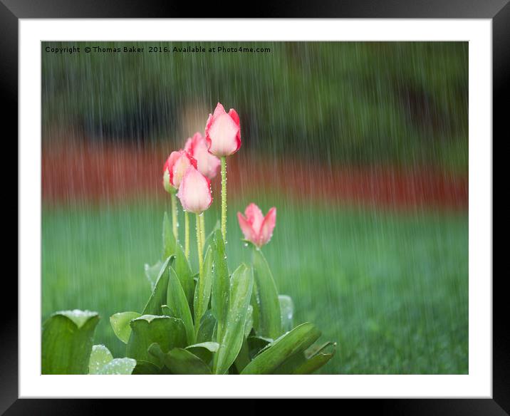 Blooming Flowers in Springtime Rain  Framed Mounted Print by Thomas Baker