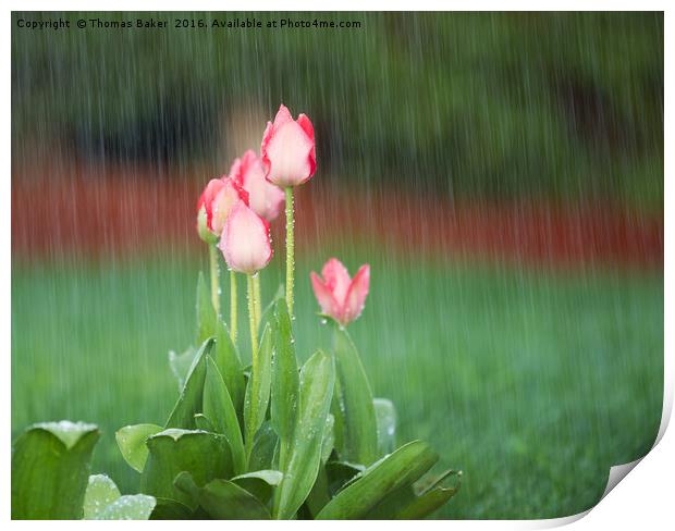 Blooming Flowers in Springtime Rain  Print by Thomas Baker