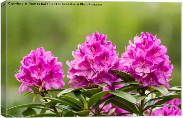 Washington State Coast Rhododendron Flower in full Canvas Print by Thomas Baker