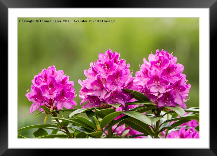 Washington State Coast Rhododendron Flower in full Framed Mounted Print by Thomas Baker