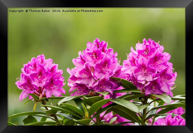 Washington State Coast Rhododendron Flower in full Framed Print by Thomas Baker