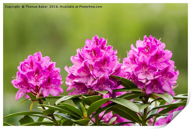 Washington State Coast Rhododendron Flower in full Print by Thomas Baker