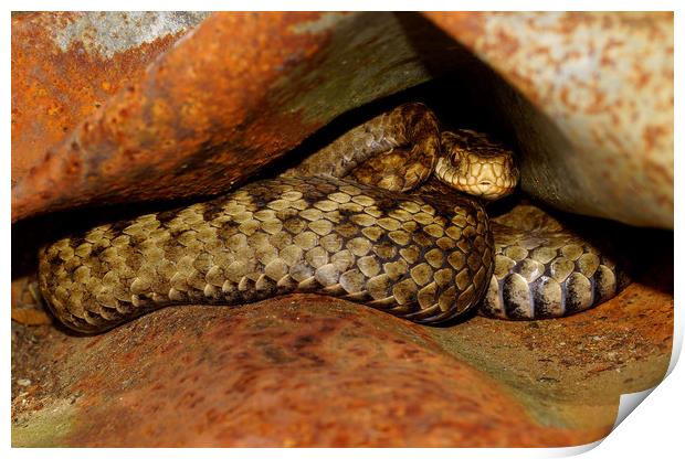 Adder up close and personal  Print by JC studios LRPS ARPS