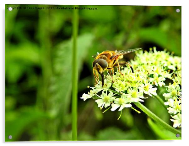 Hover fly in summer Acrylic by Derrick Fox Lomax
