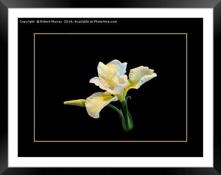 Iris sibirica Framed Mounted Print by Robert Murray