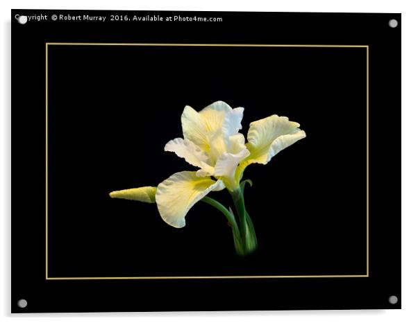 Iris sibirica Acrylic by Robert Murray
