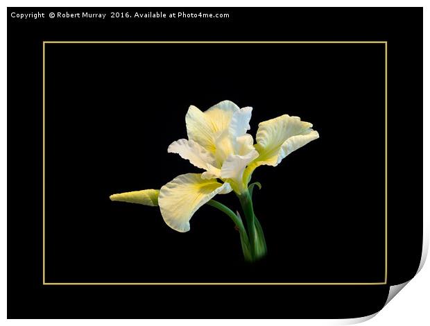 Iris sibirica Print by Robert Murray