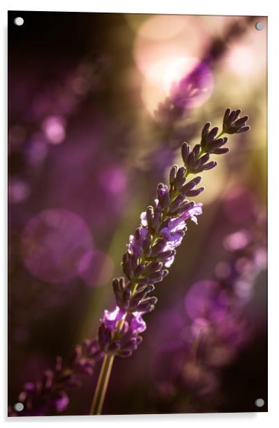 Lavendel Acrylic by Dagmar Giers