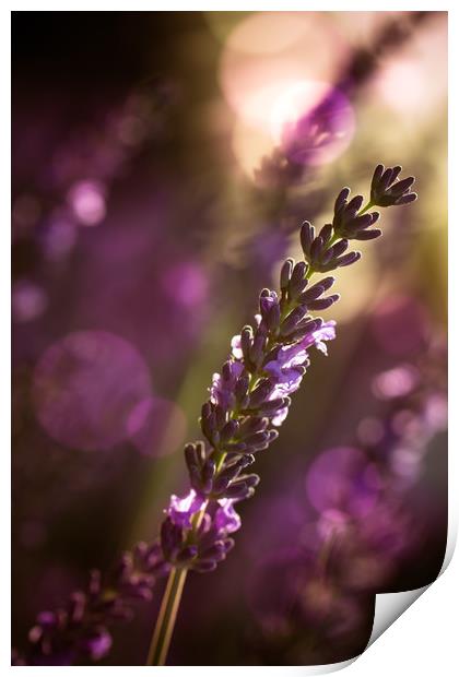 Lavendel Print by Dagmar Giers