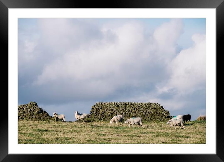 Sheep beside a drystone wall at sunset. Derbyshire Framed Mounted Print by Liam Grant
