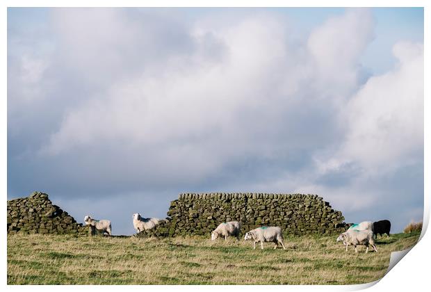 Sheep beside a drystone wall at sunset. Derbyshire Print by Liam Grant