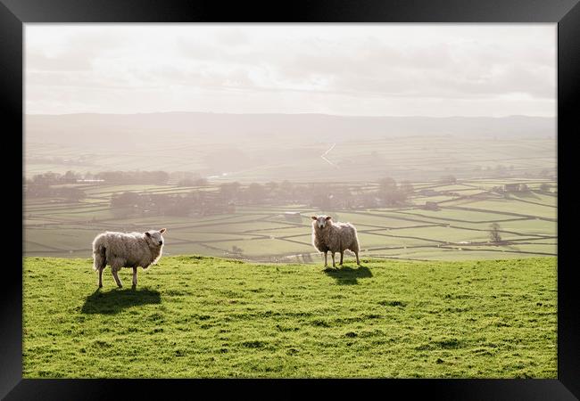 Sunlit sheep on a hilltop at sunset. Derbsyhire, U Framed Print by Liam Grant