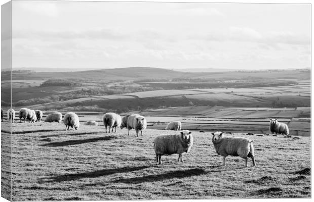 Sunlit sheep on a hilltop at sunset. Derbsyhire, U Canvas Print by Liam Grant