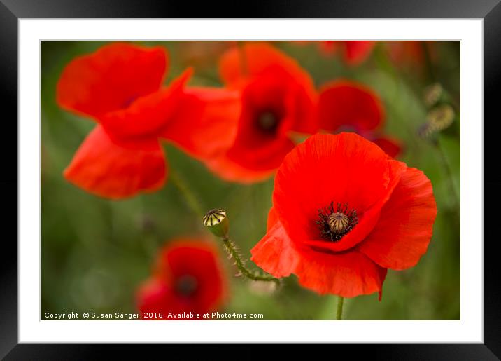 Close up of poppies Framed Mounted Print by Susan Sanger
