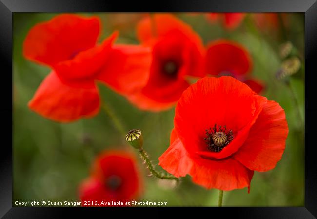 Close up of poppies Framed Print by Susan Sanger
