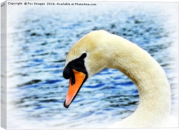 Swan on the lake Canvas Print by Derrick Fox Lomax