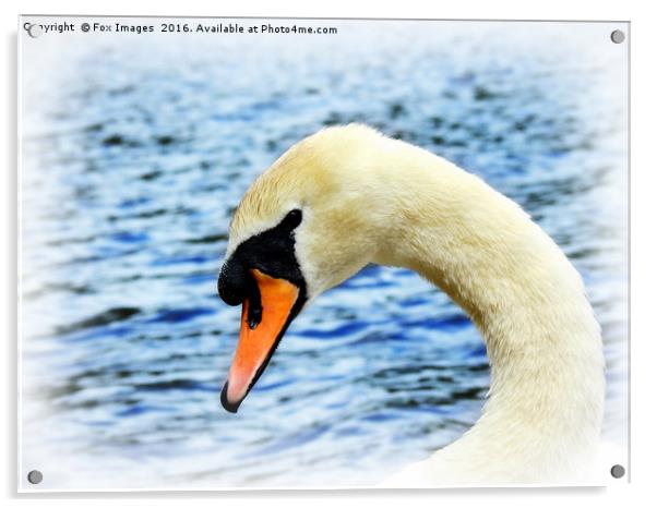 Swan on the lake Acrylic by Derrick Fox Lomax