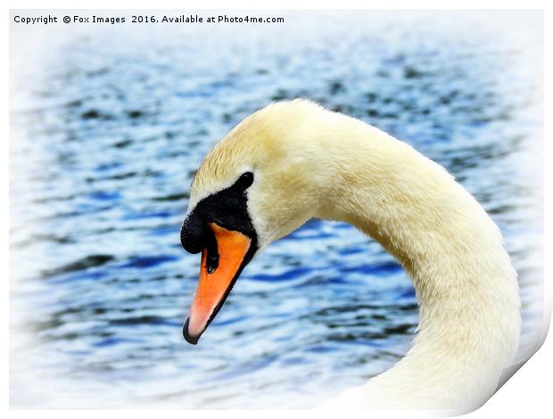 Swan on the lake Print by Derrick Fox Lomax