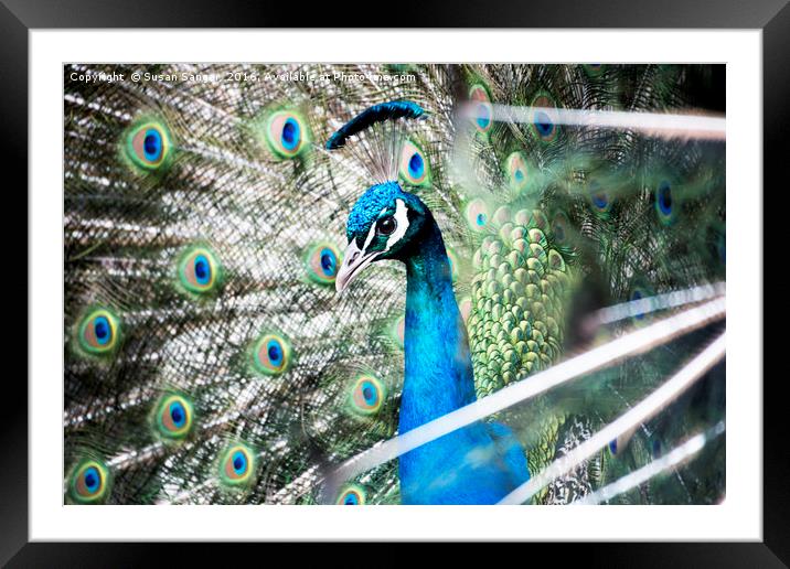 Peacock Framed Mounted Print by Susan Sanger