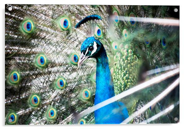 Peacock Acrylic by Susan Sanger
