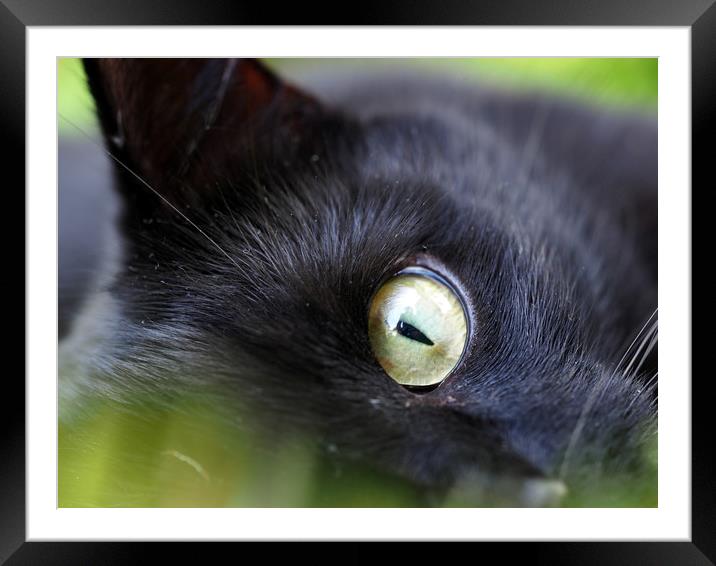 Cats Eye Framed Mounted Print by Victor Burnside