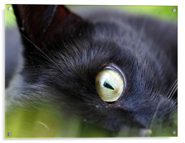 Cats Eye Acrylic by Victor Burnside