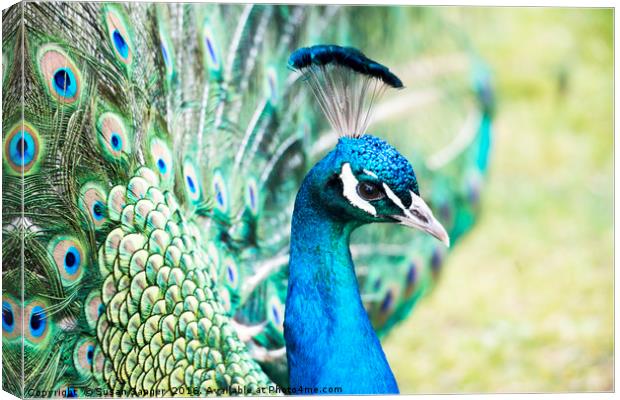 close up of peacock Canvas Print by Susan Sanger