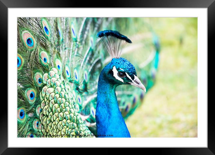 close up of peacock Framed Mounted Print by Susan Sanger