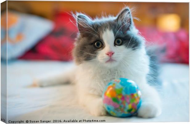 Cute RagaMuffin Kitten with ball Canvas Print by Susan Sanger