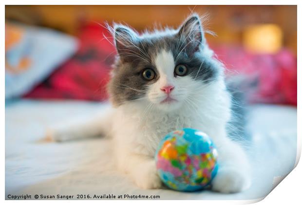 Cute RagaMuffin Kitten with ball Print by Susan Sanger