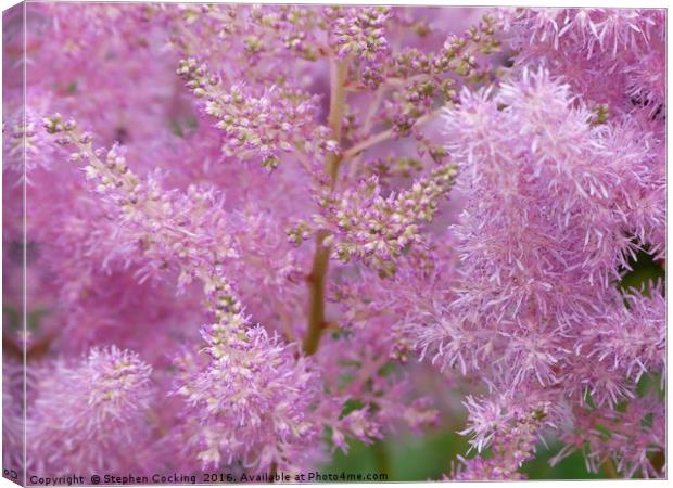 Astilbe Pink Flowers Canvas Print by Stephen Cocking