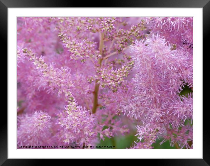 Astilbe Pink Flowers Framed Mounted Print by Stephen Cocking