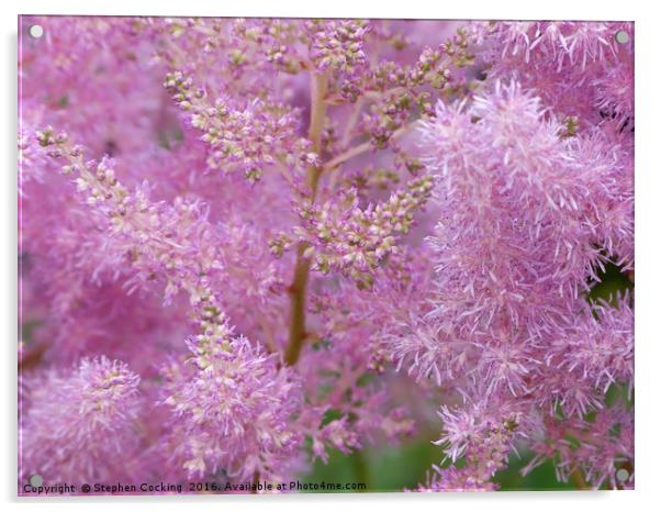 Astilbe Pink Flowers Acrylic by Stephen Cocking