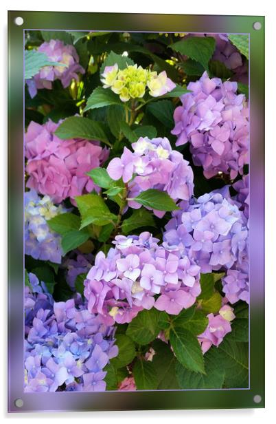 colors of hydrangea Acrylic by Marinela Feier