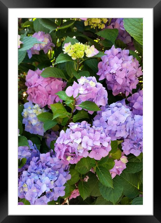 colorful hydrangea Framed Mounted Print by Marinela Feier