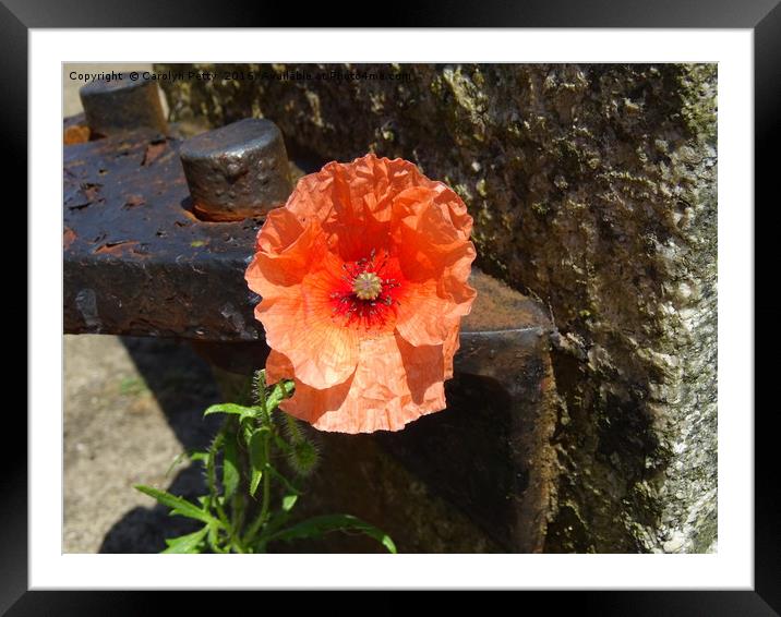 Wild Poppy at Padstow  Framed Mounted Print by Carolyn Petty